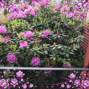 Meet your Posher, Aurora